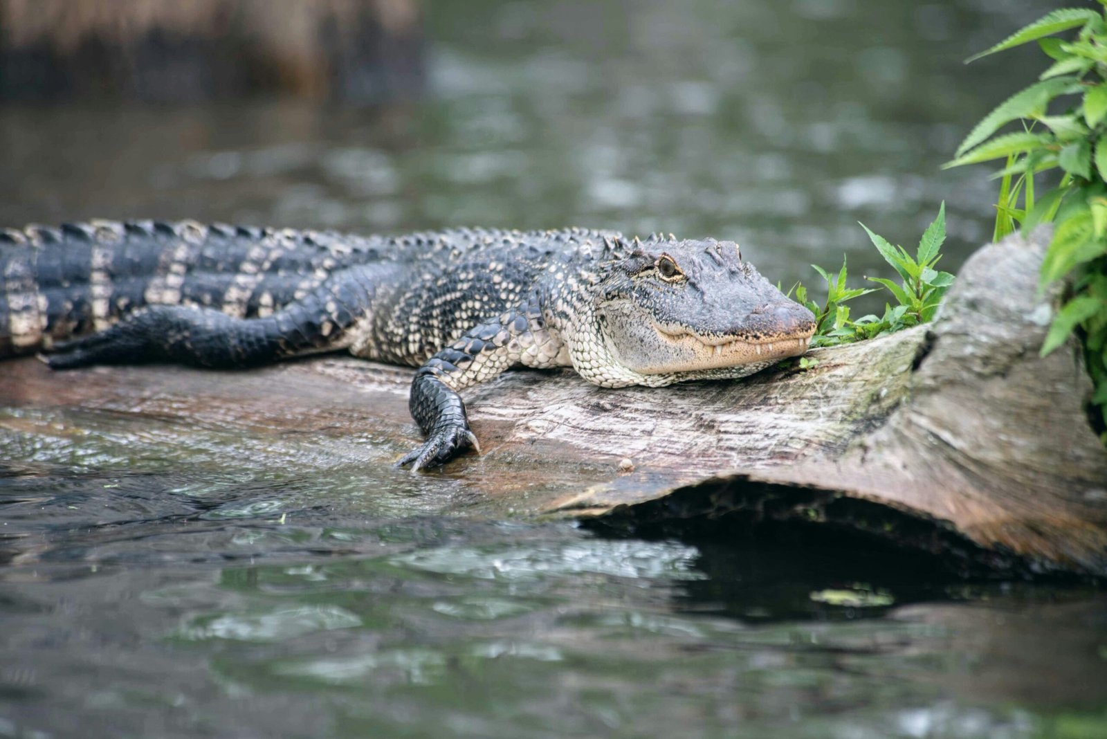 Exploring the Beauty and Adventure of Lake Martin