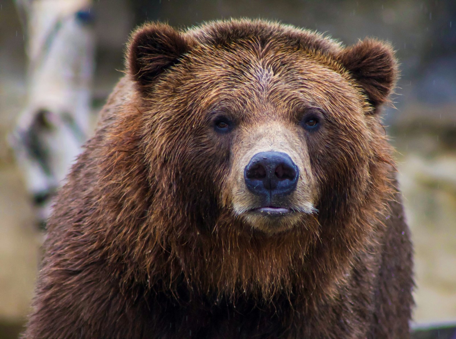 Discovering the Magnificent Wildlife of Alaska
